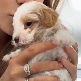 Tiny Parti Male - Parti male Goldendoodle puppy in Clarksville, Tennessee from Tennessee Goldendoodles, since 2014