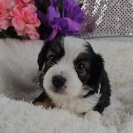 Peony - Black and tan female Companion Cross puppy in Decatur, Illinois from Petite Pups
