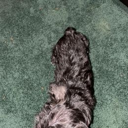 Miniature Schnauzer Puppies from Mini Schnauzers for Life