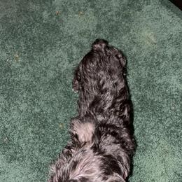 Miniature Schnauzer Puppies from Mini Schnauzers for Life