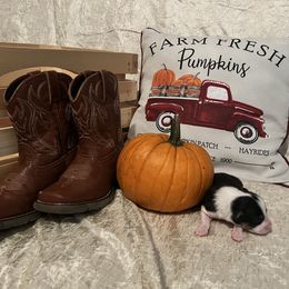 Australian Shepherd Puppies from A Beautiful Soul Aussies