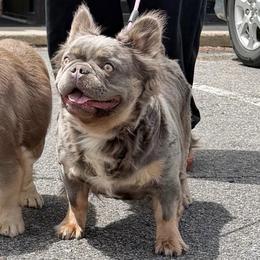 Chi Chi - French Bulldog
