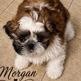 Morgan - Red and white male Shih Tzu puppy in Dallas, Texas from Heart and Soul Shih Tzu