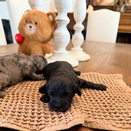 Darla - Black female Goldendoodle puppy in Anthem/Phoenix, Arizona from Ironwood Doodles