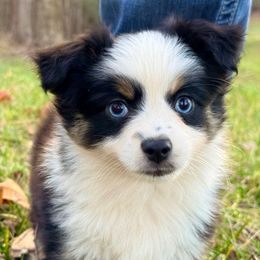 Scarecrow - Black tri male Toy Australian Shepherd puppy in Blacksburg, South Carolina from Blue’s Family Aussies