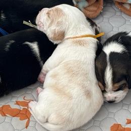 Ray - Lemon and white male Beagle puppy in Meridianville, Alabama from Spear Haven Beagles (formerly Spear Lake Beagles)