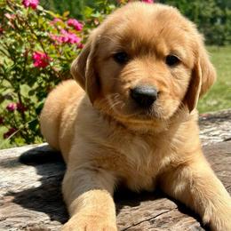 Badger - Golden male Golden Retriever puppy in Doniphan, Missouri from Stockford’s Golden Retrievers