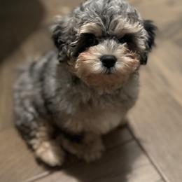 Lyric - Shichon