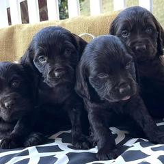 Boykin Spaniels from T3 Kennel