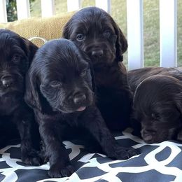 Boykin Spaniels from T3 Kennel