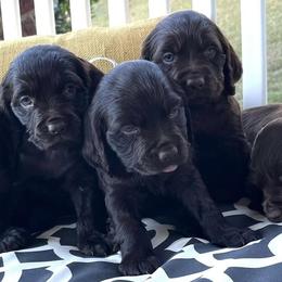 Boykin Spaniels from T3 Kennel