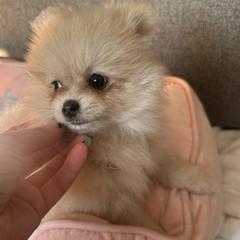 Viola - Cream sable parti female Pomeranian puppy in Bayonne, New Jersey from Pomeranian Dream