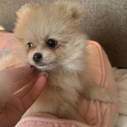 Viola - Cream sable parti female Pomeranian puppy in Bayonne, New Jersey from Pomeranian Dream