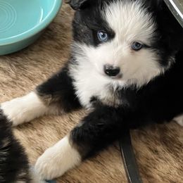 Miniature Australian Shepherd Puppies from Small Town Aussies