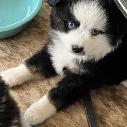 Miniature Australian Shepherd Puppies from Small Town Aussies