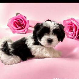 Shihpoo and Shih Tzu Puppies from Lilli’s Shih tzus and Shih poos