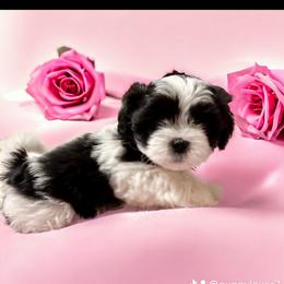 Shihpoo and Shih Tzu Puppies from Lilli’s Shih tzus and Shih poos