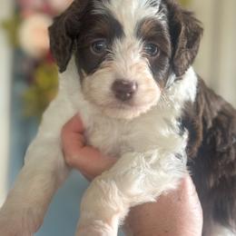Audi💙 - Brown and white male Aussiedoodle puppy in Granbury, Texas from Triple Cross Doodles