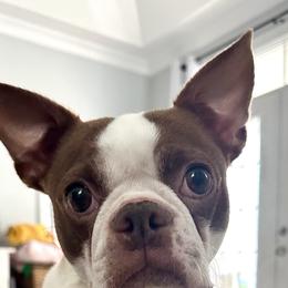Lily - Boston Terrier