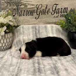 India - Black and white female Border Collie puppy in Moody, Texas from Narrow Gate Farm