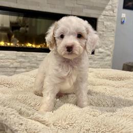 Milo - Parti male Goldendoodle puppy in Spring, Texas from Sterling Star Doodles