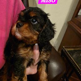 Miso - Black and tan female Cavalier King Charles Spaniel puppy in Lehi, Utah from Angels and Nobility Cavaliers