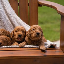 Goldendoodle Puppies from Abner Creek Doodles