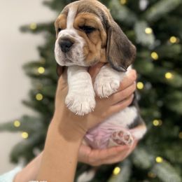 Bagel - Black red and white male Beagle puppy in Chattanooga, Tennessee from Banashko's Beagles
