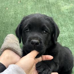 Labrador Retriever Puppies from Niall’s Labrador Retrievers