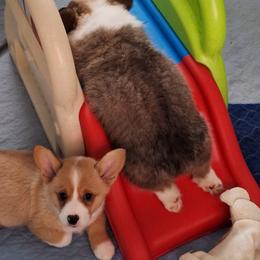 Pembroke Welsh Corgi Puppies from Rhone River Farm Pembroke Welsh Corgis