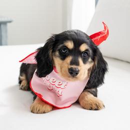 Dachshund Puppies from Dainty Cream Doxies