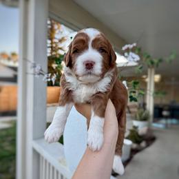 Twix - Red  male Goldendoodle puppy in Rio Linda, California from Plush Doodles
