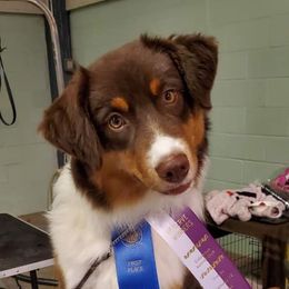 Miniature American Shepherds from SciFi Sport Dogs