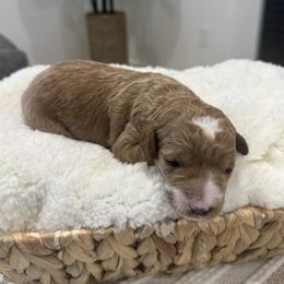 Betty - Cream female Goldendoodle puppy in Salem, Utah from Karmadoodlee