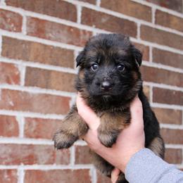 Girl 1 - Black and red female German Shepherd puppy in Mount Vernon, Missouri from German Haus German Shepherds LLC