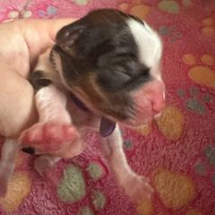 Purple collar - Shorkie puppy from Sensational Shorkies