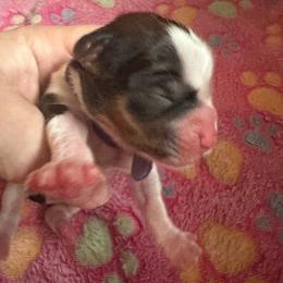 Purple collar - Shorkie puppy from Sensational Shorkies