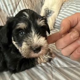 White Collar - Black and silver female Miniature Schnauzer puppy in Griggsville, Illinois from Stephenson’s Mini Schnauzer’s