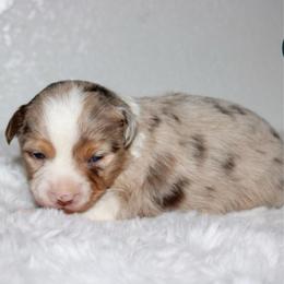 Daisy - Red merle female Toy Australian Shepherd puppy in Wiggins, Colorado from Mile High Acres & Aussies