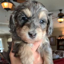 Tala - Merle female Bernedoodle puppy in Yuba City, California from Ranch House Doodles