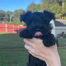 Miniature Schnauzer Puppies from BirBrie's Babies