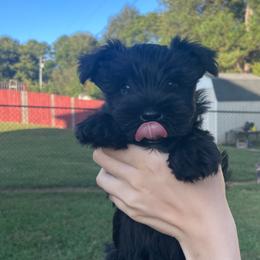 Miniature Schnauzer Puppies from BirBrie's Babies