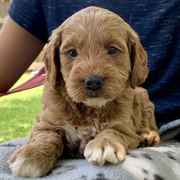 Goldendoodle Puppies from Fort Worth Goldendoodles
