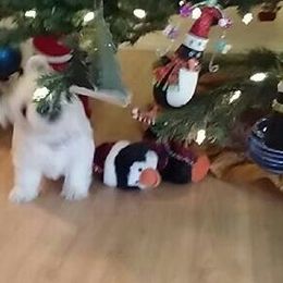 West Highland White Terrier Puppies from Westies of Creek's Bend