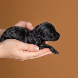 Okoye - Black female Goldendoodle puppy in Milton, Florida from Sutton Place Doodles