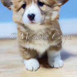 Marina - Red female Pembroke Welsh Corgi puppy in Denver, Colorado from Monarch Corgis