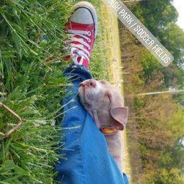 American Pit Bull Terrier Puppies from Kaotic APBTs