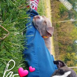 American Pit Bull Terrier Puppies from Kaotic APBTs