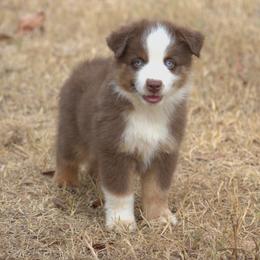 Boy 3 - male Miniature Australian Shepherd puppy in Scroggins, Texas from MAC's Cirkles 8 Aussies