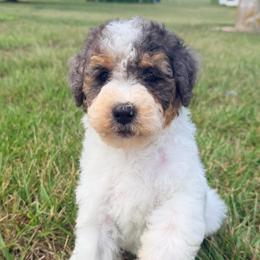 Lovey with training - Tri-color female Bernedoodle puppy in Boonville, North Carolina from Doods & Dolls